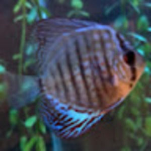 Meet your Posher, Dylan